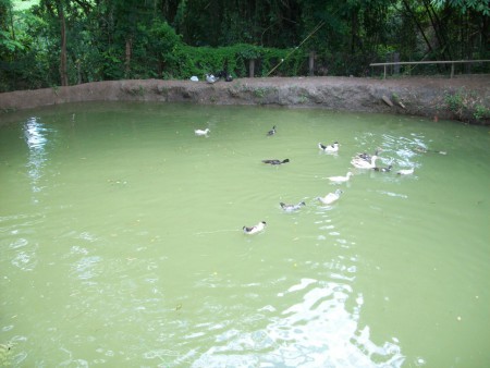 Lago
